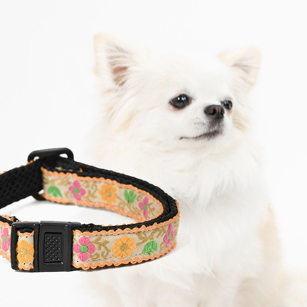 わんくるバンド