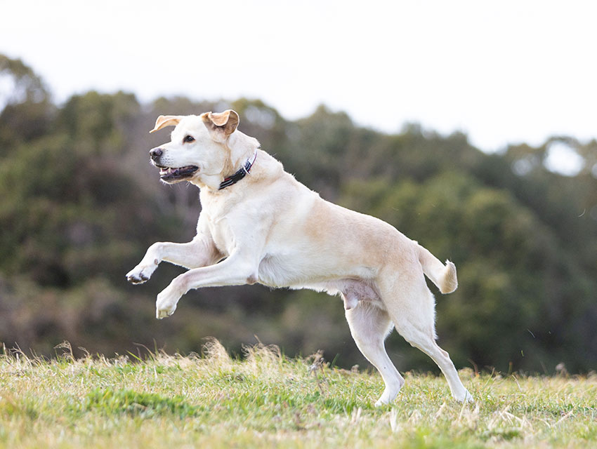 ポテンシャルアップ